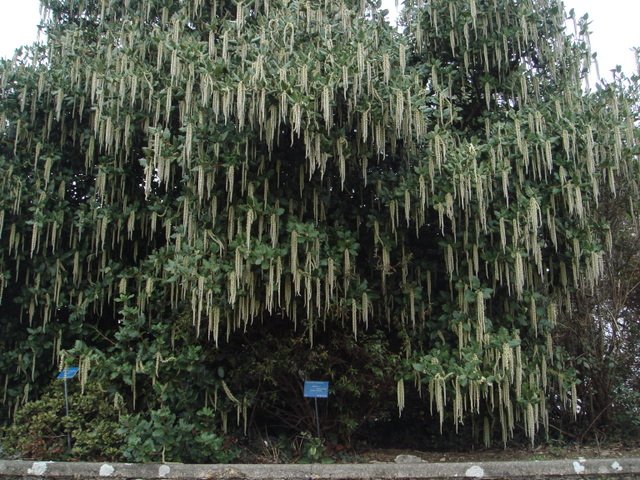 Garrya elliptica 'Jame Roof'